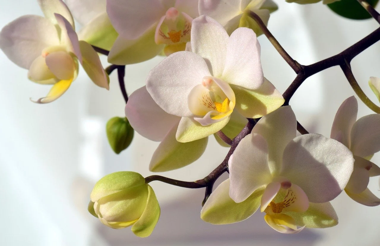 Orchid Colors Meaning And Pictures