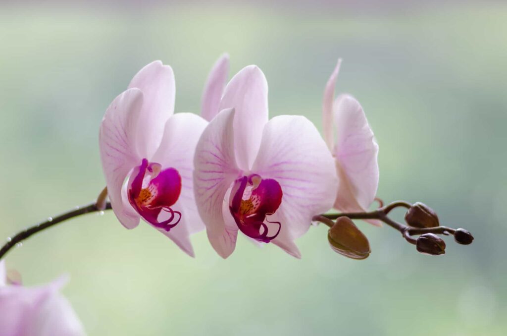 Orchid-Flower-Meaning-and-Symbolism