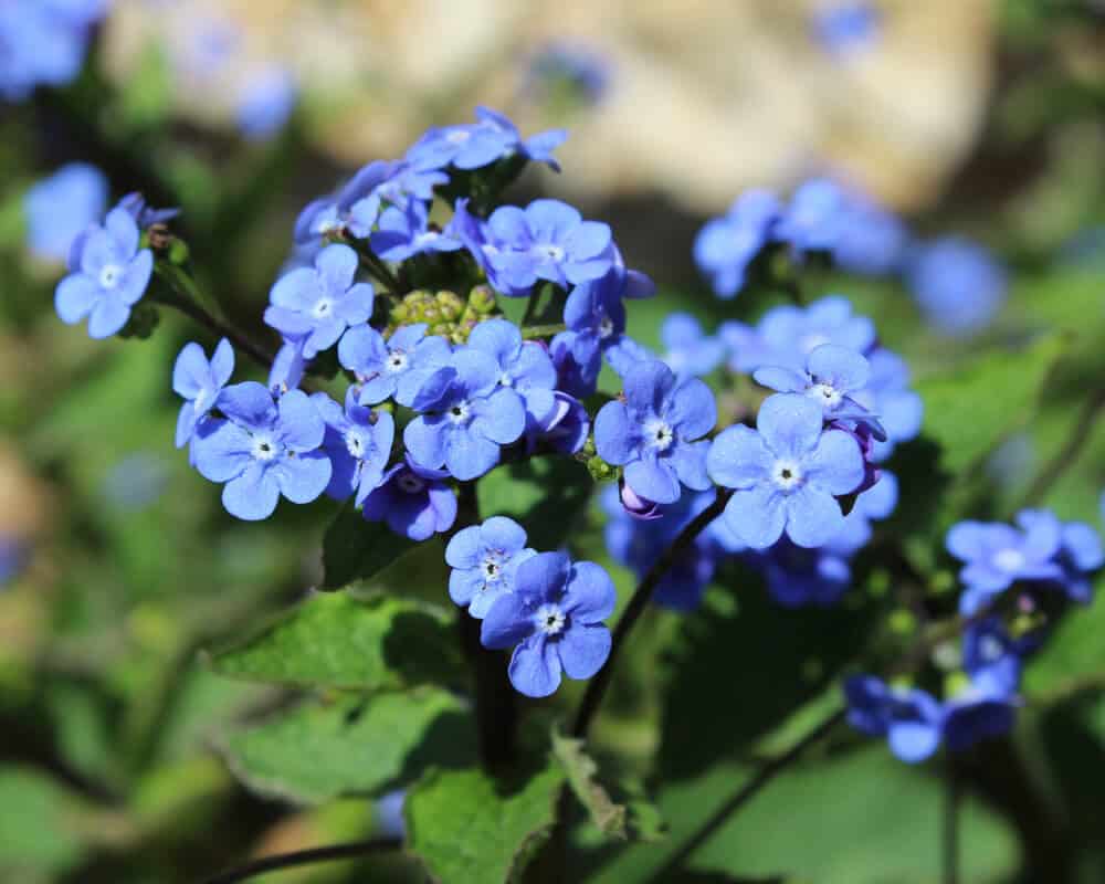 22 Beautiful Blue Flowers