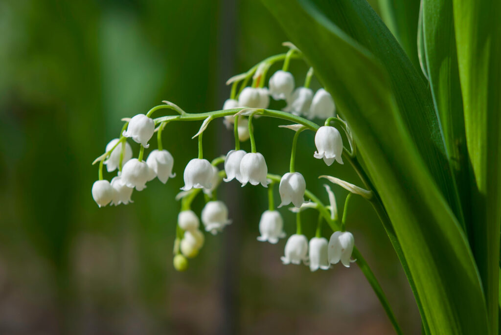 lily-of-the-valley