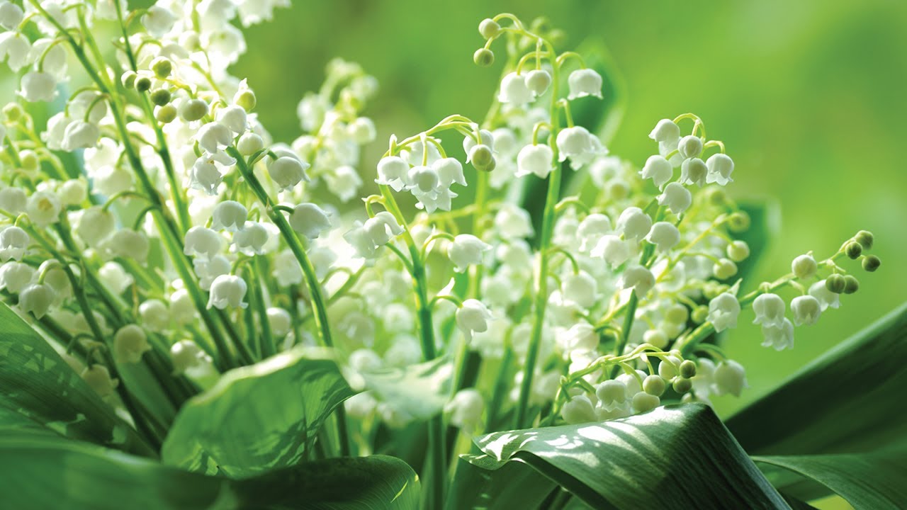Meaning Of Lily Of The Valley Flower